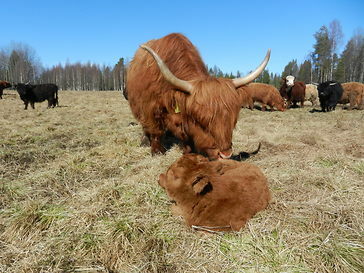 kalvningar på Nybo gård