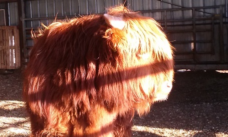 Highland cattle   Nybo gård